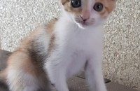 2개월된 고양이 사정상 분양합니다.