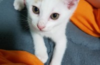 2개월된고양이분양합니다