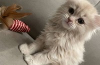 브리티쉬롱헤어무료분양