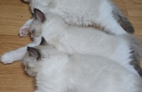 렉돌냥이 분양문의주세요