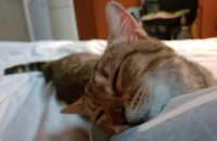 5개월된 아이 분양합니다 . 책임비(3만원)