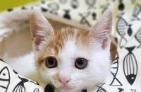 예쁜 아리의 가족이 되어주세요