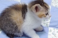 고양이 아기분양합니다