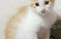 젖떼고  50일된 냥이  무료분양.