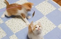 50일된  애기 고양이 무료분양합니다.