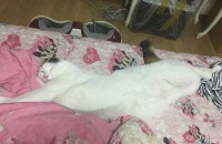 코숏 15개월 삼색 고양이 무료분양합니다. 꼭 읽어주세요..