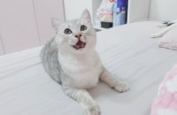 친칠라 1살 남아이 분양보냅니당♥