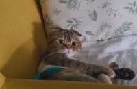 스코티쉬폴드 무료분양 합니다.