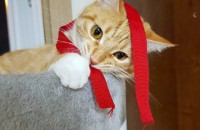 노르웨이숲+코숏 믹스 5살 여아 무료분양합니다.