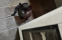 부산 40일 정도된 아기고양이 분양해요