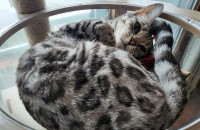 예쁜 실버 뱅갈 공주님, 좋은 가족을 찾습니다!