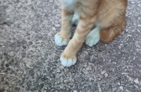 고양이  무료 분양 합니다~