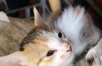 1개월차 새끼 고양이 무료 분양 합니다~