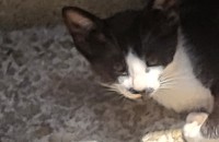 길고양이6 마리 무료 분양 합니다