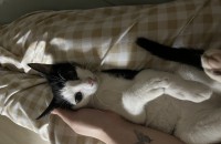 검흰냥이 분양해용~