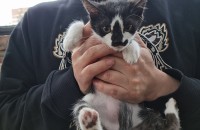 작고예쁜 아기양이 분양합니다