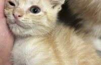 울산/코숏/2개월/치즈or고등어/사랑으로 돌봐주실분