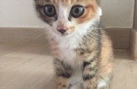 2개월된 아기고양이 :)