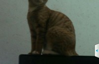 전남광주에서 암고양이 무료분양드립니다