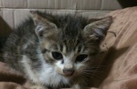 (광주,전남) 3달 되가는 남아 분양 합니다