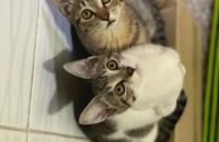 코숏 암컷 두마리 분양합니다.