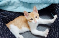 버려진 새끼 고양이