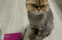 페르시아 친칠라 2마리 무료 분양합니다.