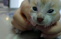 보호소 아기들이예요