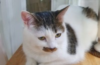 고양이 무료로 드립니다.