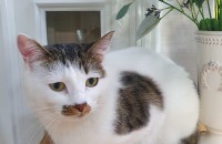 무료분양 ㅡ 우리 아이 잘 키울분께