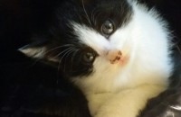 예쁜여아냥이예요^^