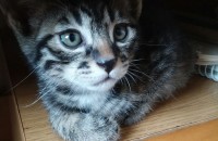 한달 조금 넘은 아깽이들의 영원한 가족을 찾습니다!❤️