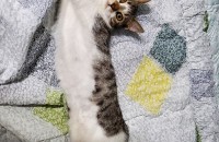 5~6개월 여아 분양 보냅니다!