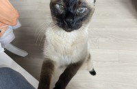 경기 부천 6-7세 샴고양이 분양합니다.