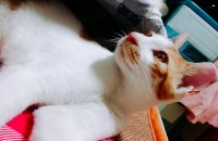 사람을 정말 잘따르고 순한 4개월된 치즈냥이 입니다! :)