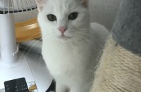 터앙,코숏 무료분양