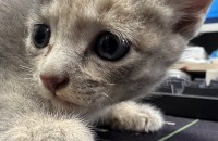 사무실 고양이가 새끼를 낳았어요