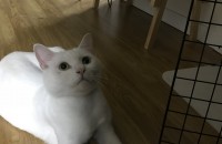 터키쉬앙고라 남아 분양합니다. (경기 하남)