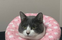 귀여운 수컷 고양이 분양 보냅니다.