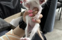 강원도 원주 아기고양이3 분양