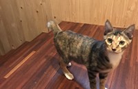 고양이 무료분양