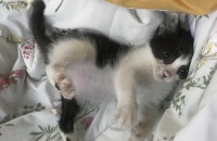 아기고양이무료분양합니다