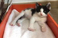 서울 성북구 5주된 새끼 고양이 분양해요