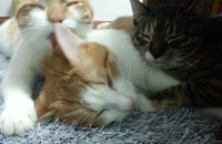 [동대문구, 이문동]1살짜리 중성화 수술 끝난 고양이 분양합니다.