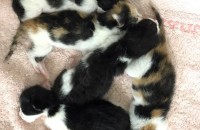 좋은 반려자 만나서 잘살았으면 좋겠습니다.(고양이 무료 분양)