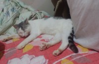 경기도 고양시 중성화 수술 마친 1년생 남아 콧숏고양이 무료 분양합니다.