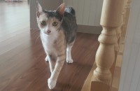 예쁘고 건강한 길고양이 무료분양보내요