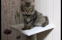 착하고 건강한 길고양이 무료 분양 보냅니다. (중성화 완료.예방접종완료)