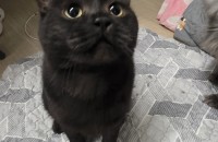 눈빛이 예쁜 검은 고양이, 가족 찾고 있어요