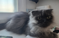 회색고양이 둥둥이 가족 찾습니다